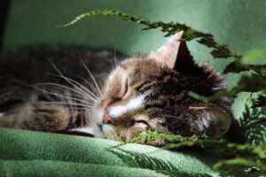 発毛に効果的なサプリを使って睡眠の質を向上させる方法は？