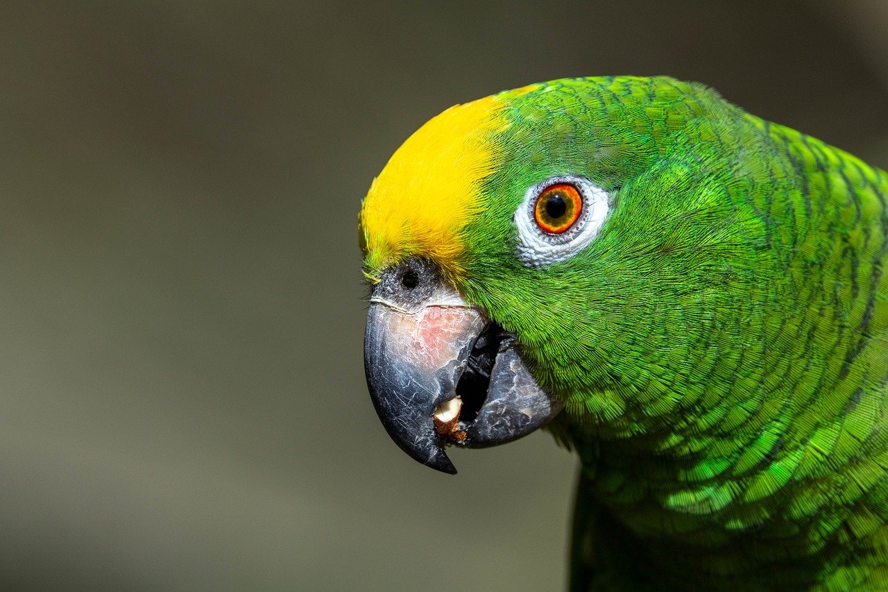 発毛に効果的なサプリはAmazonで安いものが見つかる？