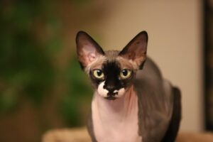 発毛サプリでカフェイン無配合の効果はどれくらい？