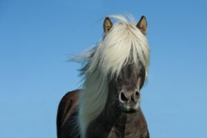 発毛サプリとフィナステリドの併用は効果的なの？