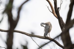 発毛サプリを使ったアレルギー対策にはどんな方法がある？